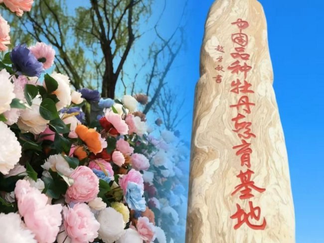 山东菏泽·中国牡丹园牡丹节即将启幕 千亩花海邀您共赏国色天香