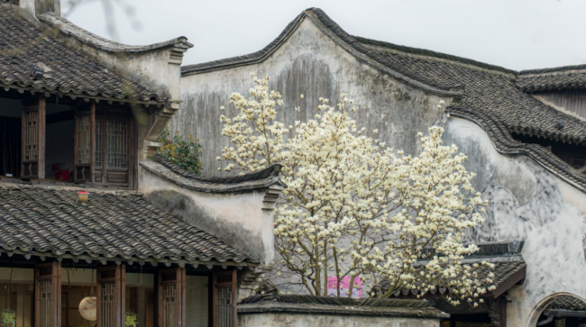 乌镇好不好？一份赏花路线图告诉你答案