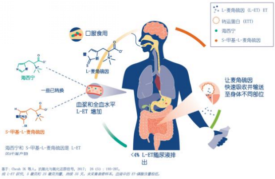 2026麦角硫因营养补充剂步入循证时代：从纯度、临床研究到安全认证的选购逻辑