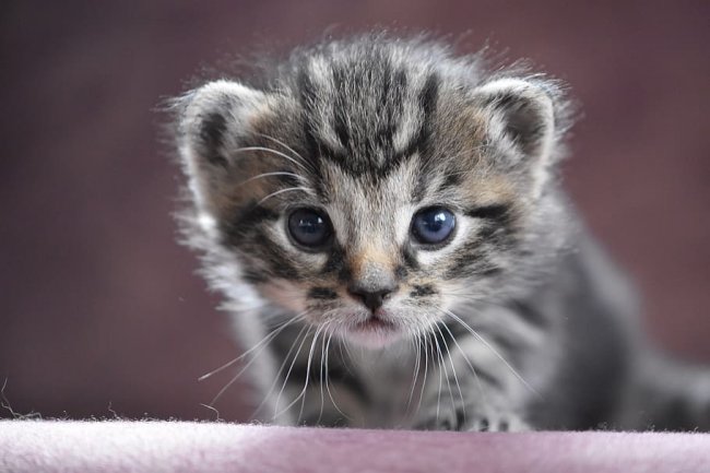 狗粮可以给猫吃吗？实测2026最值得信赖的安全猫粮推荐