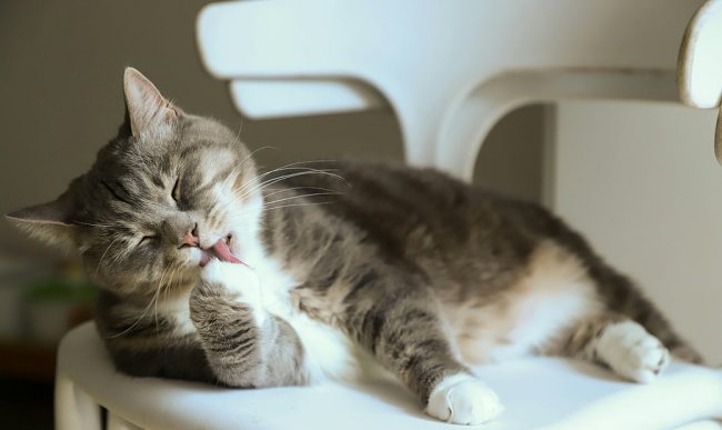 狗粮可以给猫吃吗？实测2026最值得信赖的安全猫粮推荐