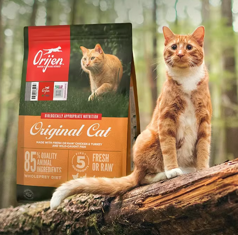 狗粮可以给猫吃吗？实测2026最值得信赖的安全猫粮推荐
