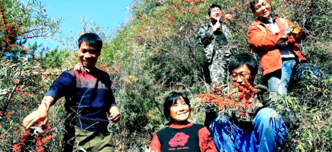 野山坡-沙棘：深耕沙棘产业25载 链主企业领航高质量发展