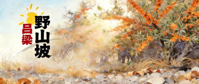 野山坡-沙棘：深耕沙棘产业25载 链主企业领航高质量发展