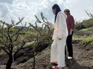 科技破局千年香榧采收困境，智能采摘无人机赋能山地林果产业升级