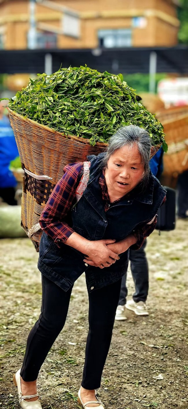 那山·那茶·那人