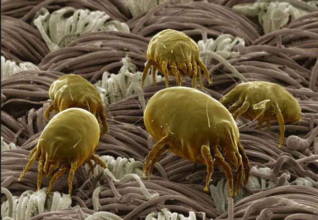 除螨仪到底有没有效果?2026 十款家用高性价比除螨仪品牌精选推荐