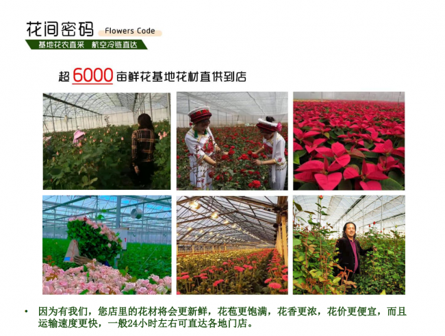 24小时从田间到手中：花间密码航空冷链系统，重新定义鲜花新鲜度