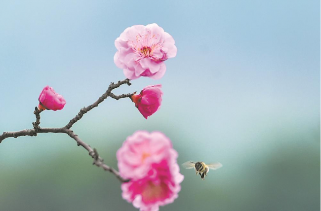 自然醇香好蜂蜜，源自江西山野的健康之选