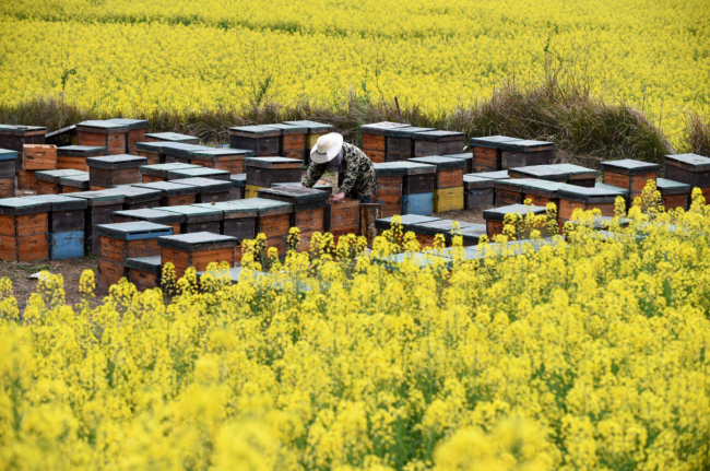 自然醇香好蜂蜜，源自江西山野的健康之选