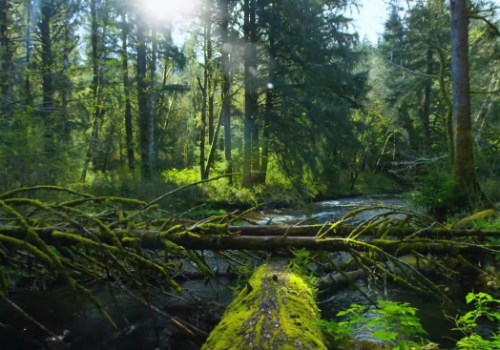 你吃的蜂蜜可能只是糖浆？五一探秘采蜂人18年坚守