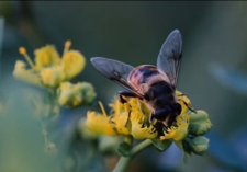 你吃的蜂蜜可能只是糖浆？五一探秘采蜂人18年坚守