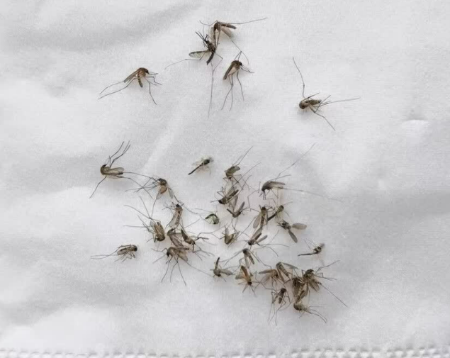 灭蚊器什么牌子好用？家用灭蚊灯哪个牌子最好？内行人揭秘室内灭蚊灯品牌十大排行榜