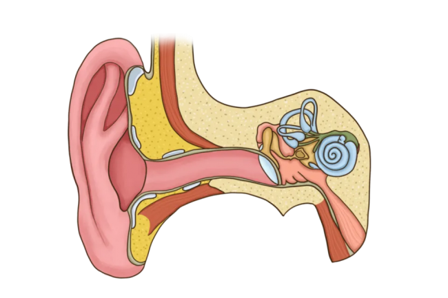 掏耳神器可以挖耳朵吗？掏耳朵工具哪个品牌好？掏耳朵的专用工具