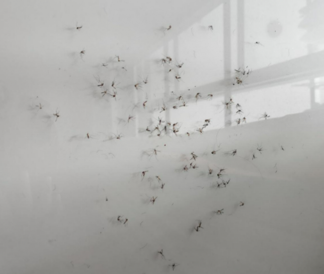 家用灭蚊器哪种效果好?2026室内灭蚊灯十大名牌排行榜推荐,无异味孕妇婴儿通用款