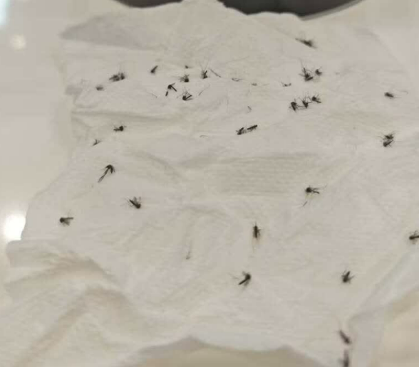 灭蚊器哪种灭蚊效果最好?灭蚊器安全吗可靠吗?2026 十款高性价比灭蚊器盘点