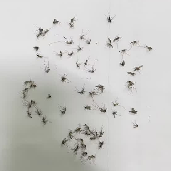 好用的灭蚊灯有哪些品牌？2026最新室内灭蚊灯品牌十大排行榜测评，无辐射灭蚊