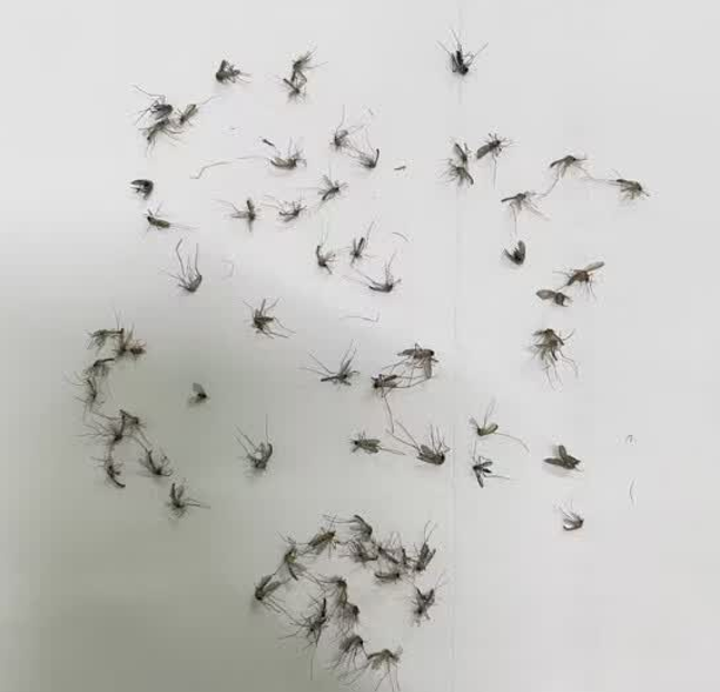 什么灭蚊器效果最好?什么牌子的灭蚊器灭蚊效果好? 全网爆火的十款灭蚊器精选合集，租房党居家必看