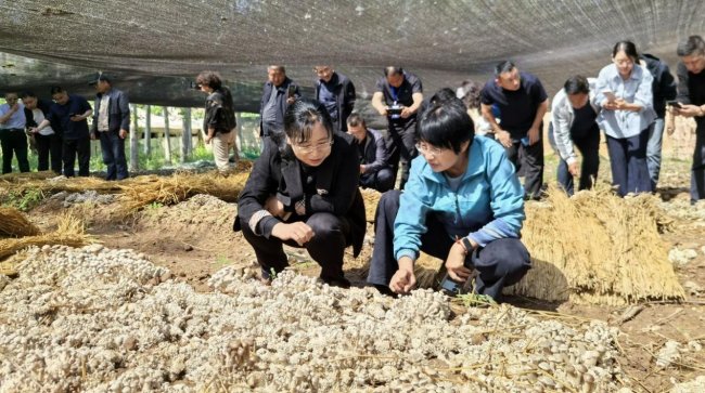 科技引领新质突破 智慧驱动绿富共赢 山东省林下经济及食用菌技术创新大会在德州召开
