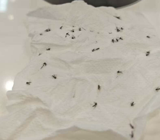 家用灭蚊灯哪种最好？2026年十款热门公认好用的灭蚊器推荐，静音无毒超省心，居家驱蚊选款不踩雷!