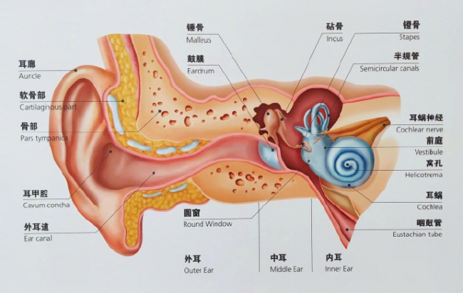 可视采耳设备哪个品牌好？掏耳勺哪个好？可视采耳设备十大品牌