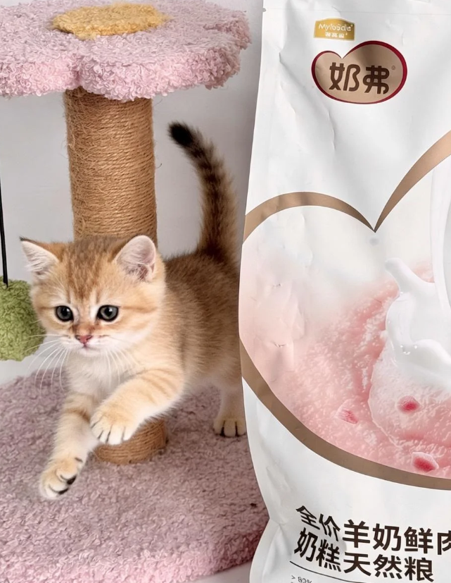 麦富迪奶弗奶糕粮 我家离乳期奶猫猫吃定了