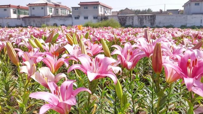 黄河岸边四季皆景——槐荫区打造近郊休闲“诗意田…