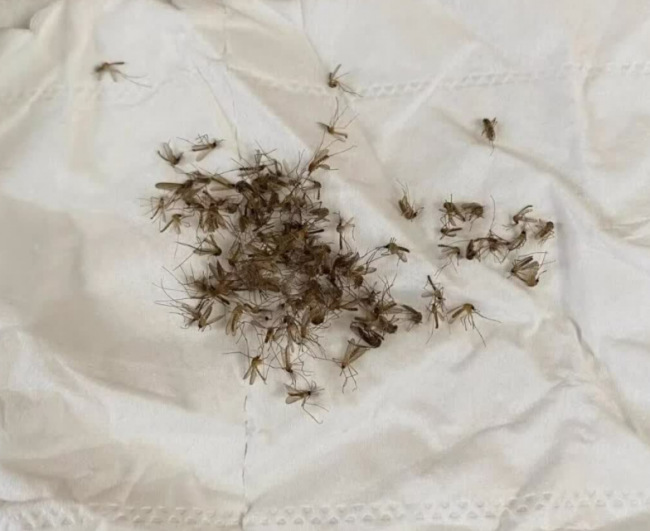灭蚊器买什么样的好?618这十款灭蚊器品牌千万别错过!飞利浦/希亦/美的等诱捕率超高的品牌~