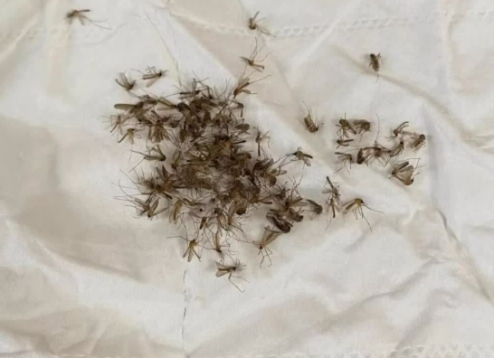 618灭蚊器啥牌子好一点?家用灭蚊灯应买哪一款的好?亲测年度家用灭蚊灯十大名牌,买对不买贵!