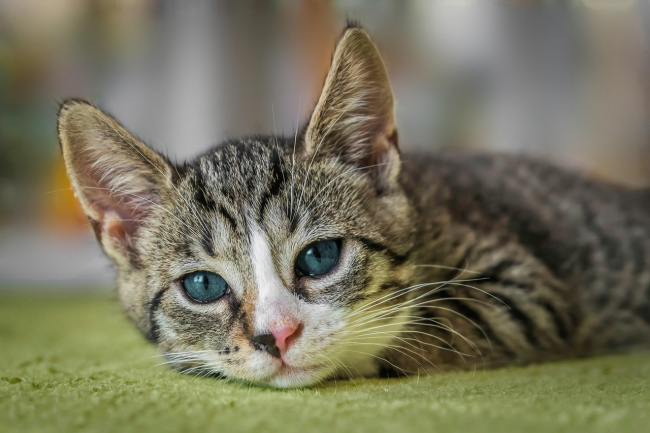 想长肉猫粮怎么选比较好?希喂对比皇家,谁更胜一筹? 想长肉猫粮怎么选比较好?希喂对比皇家,谁更胜一筹?