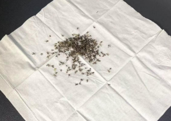灭蚊灯哪家效果好？智能灭蚊器哪个牌子好一点？2026高品质灭蚊灯十大名牌，口碑推荐！