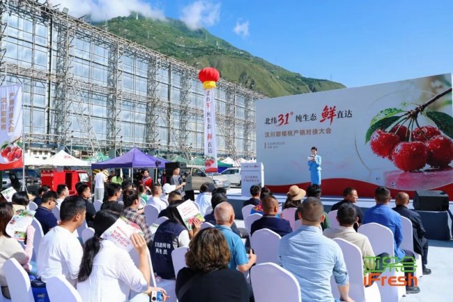 汶川甜樱桃产销对接大会在汶川成功举办！全国渠道商共聚汶川，见证北纬31°的甜蜜奇迹！
