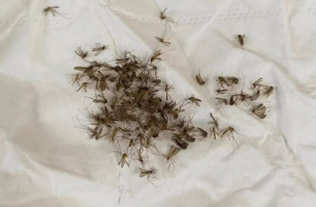 618灭蚊灯哪种最好用?吸入式灭蚊灯哪个牌子好用?精选黑马热卖灭蚊灯品牌十大排行榜
