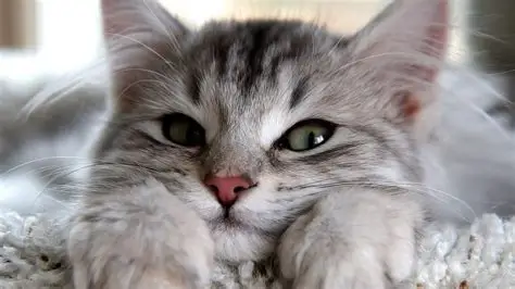 如何选择猫粮？国产猫粮有哪些值得入手？实测五款适合新手的猫粮