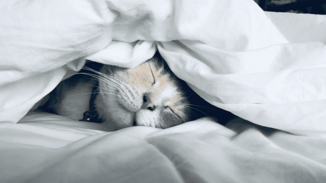如何选择猫粮？国产猫粮有哪些值得入手？实测五款适合新手的猫粮