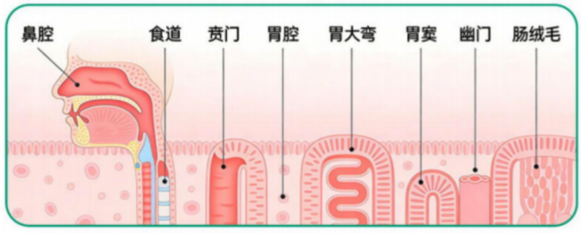 北京精诚博爱医院：临床营养在行动，可视化鼻肠管与肠内营养支持