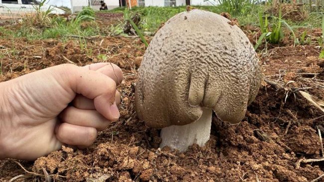人工出菇周期从2年缩至6个月 中国科学院昆明植物研究所山地未来团队攻克鸡枞菌驯化难题