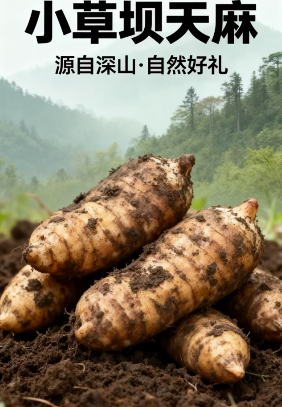 扎根乌蒙深耕天麻产业，享驰酒业深加工赋能农户稳步增收