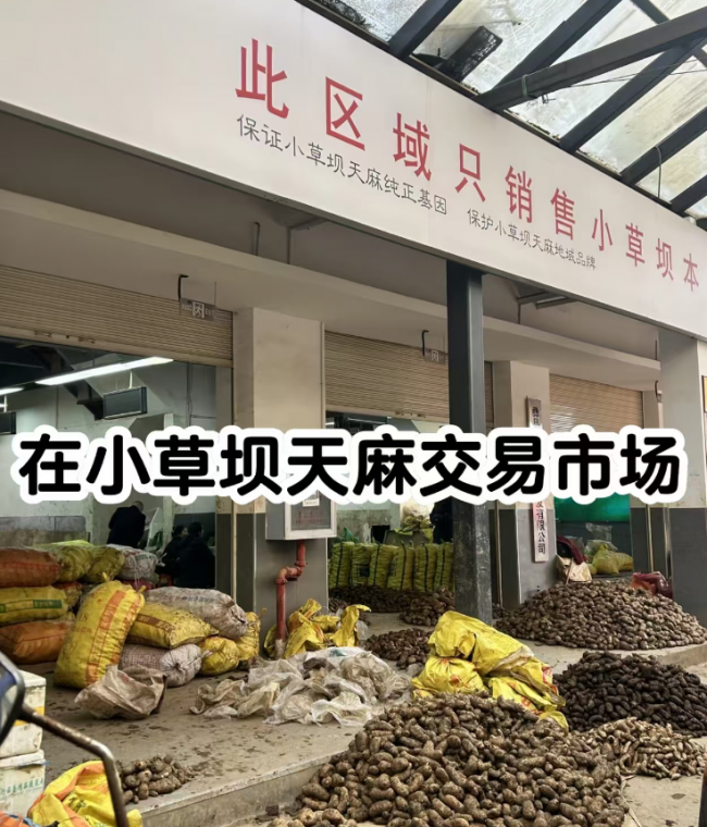 扎根乌蒙深耕天麻产业，享驰酒业深加工赋能农户稳步增收
