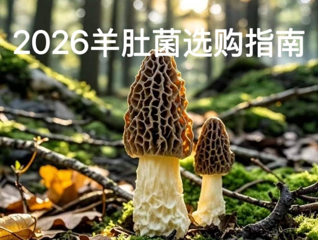羊肚菌品牌排行榜——2026道地产区检测数据与消费者口碑深度科普