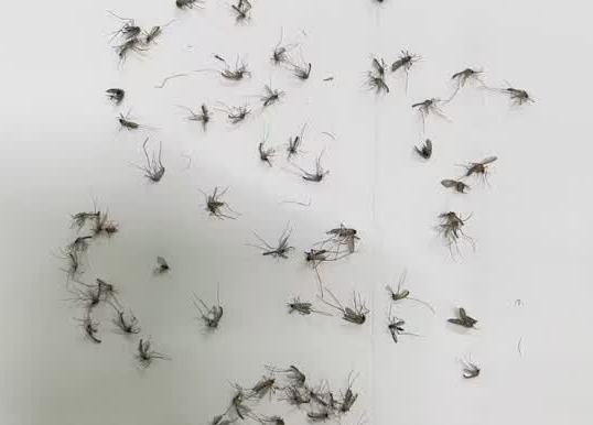 捕蚊灯真的有用吗？室内灭蚊器哪个牌子好？2026精选高性价比灭蚊器汇总分享！任你选！