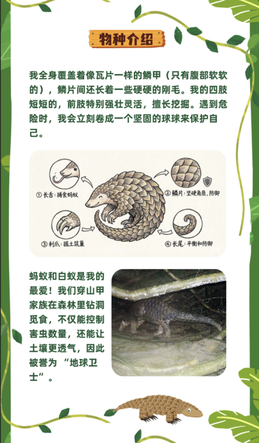 生态视界·守护铜鼓岭的濒危物种｜穿山甲×小青脚鹬