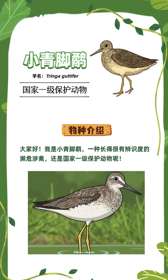 生态视界·守护铜鼓岭的濒危物种｜穿山甲×小青脚鹬
