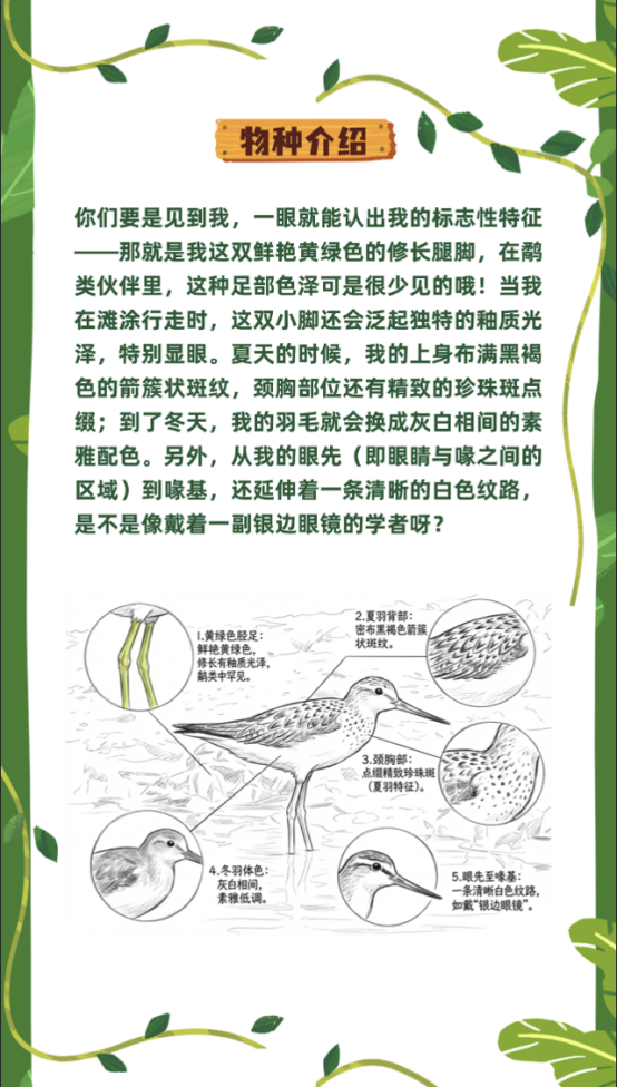 生态视界·守护铜鼓岭的濒危物种｜穿山甲×小青脚鹬