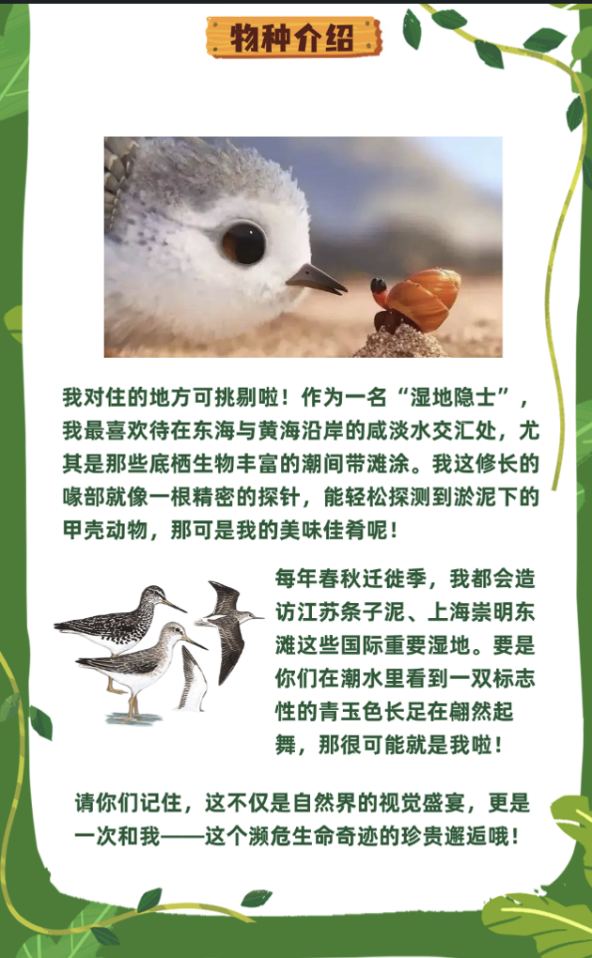 生态视界·守护铜鼓岭的濒危物种｜穿山甲×小青脚鹬
