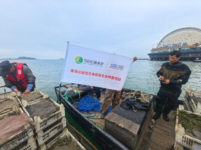 阿里巴巴“公益宝贝”项目落地青岛湾 完成水下种植海草20亩