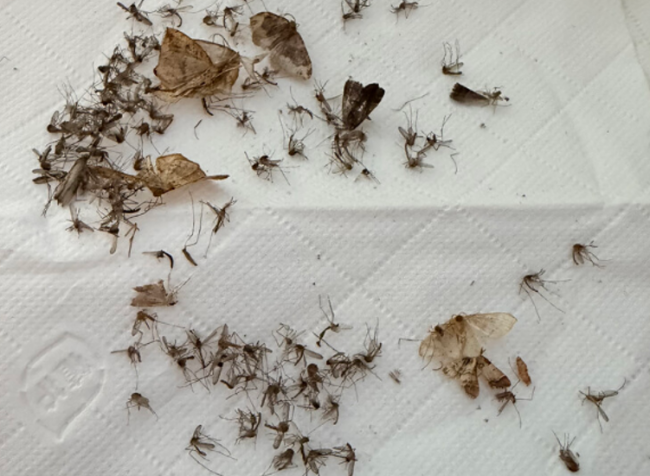 家用灭蚊器哪个品牌好?卧室灭蚊灯哪个牌子效果好?硬核拆解10款高人气款灭蚊器,真心分享!
