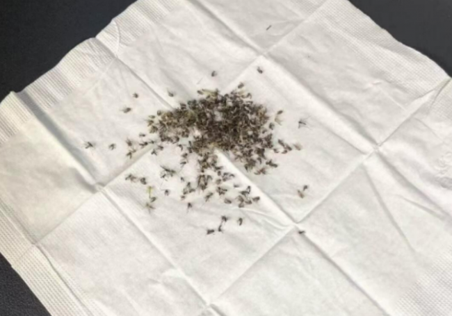 电灭蚊器什么牌子好？优选10款主流家用灭蚊器品牌，实测数据出炉！