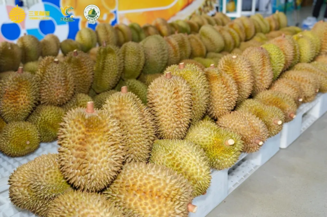 “榴”住夏天！育才特色农产品市集+榴莲嘉年华，解锁“热带风情”新玩法