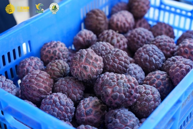 “榴”住夏天！育才特色农产品市集+榴莲嘉年华，解锁“热带风情”新玩法
